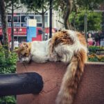 Ein ganz normaler schöner Tag in Lima